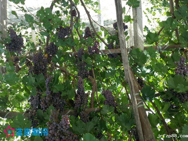 托克托县黄河湿地管理委员会葡萄气调库